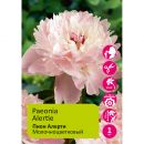 Пион молочноцветковый Алерти 1шт/Paeonia Alertie