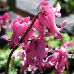 Дицентра Кэнди Хартс (Dicentra formosa Candy Hearts)