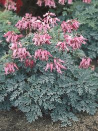 Дицентра Кэнди Хартс (Dicentra formosa Candy Hearts)