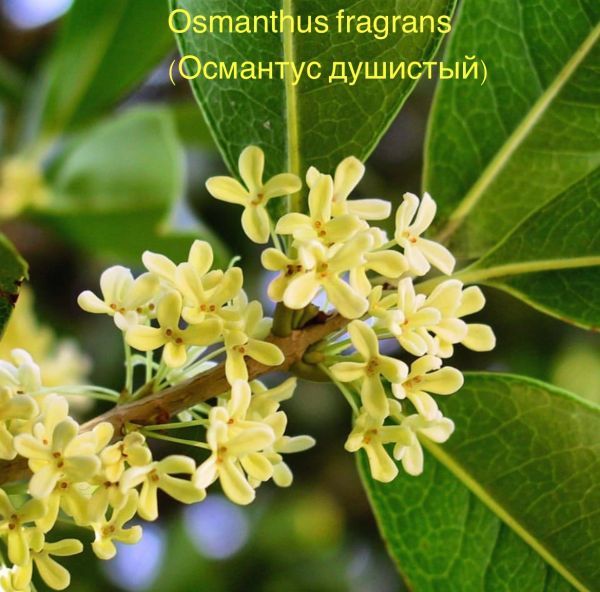 Osmanthus fragrans (Османтус душистый)