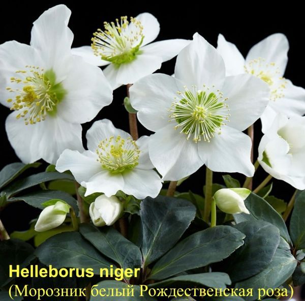 Helleborus niger (Морозник белый Рождественская роза)