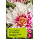 Пион ИТО-гибрид Кора Луиза 1шт /Paeonia Itoh Cora Louise