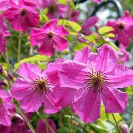 Клематис Карменсита (Clematis Carmencita)