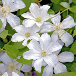 Клематис Хулдайн (Clematis Huldine)