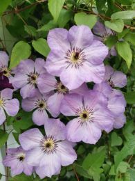 Клематис Монинг Скай (Clematis Morning Sky)