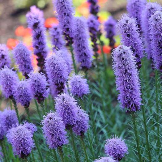 Лиатрис  колосковый