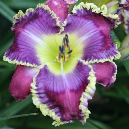 Лилейник Бестселлер (Hemerocallis hybrid Bestseller)