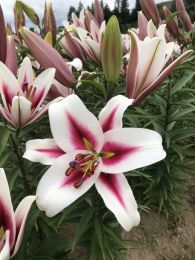 Лилия ОТ-гибрид Гаучо (Lilium Gaucho OT hybrid)