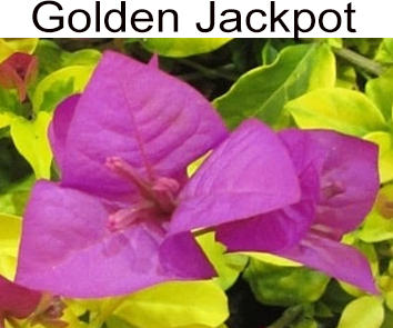 Бугенвиллия Golden Jackpot