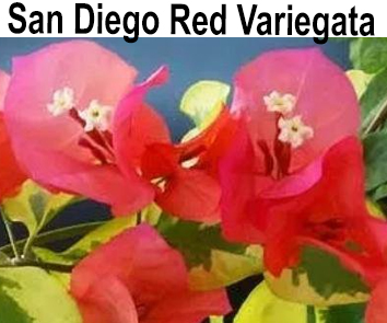 Бугенвиллия San Diego Red variegata