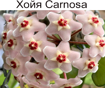 Хойя Carnosa