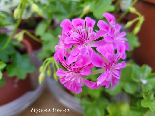 Mosaic Sugar Baby № 1614