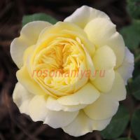 Аллюкс Симфони (Allux Symphony)