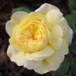 Аллюкс Симфони (Allux Symphony)