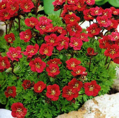 Камнеломка арендса (Saxifraga arendsii) Highlander Red, 50 драже