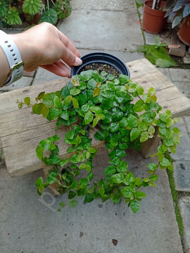 Фикус Пумила Green Sunny