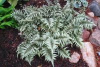 Кочедыжник японский 'Пиктум' / Athyrium niponicum 'Pictum'