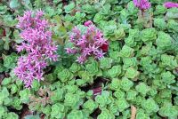 Очиток ложный /  Sedum spurium