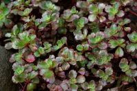 Очиток ложный /  Sedum spurium