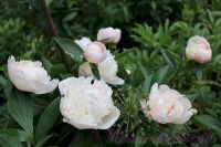 Пион травянистый 'Мазерс Чойс' / Paeonia 'Mothers Choice'