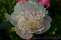 Пион травянистый 'Мазерс Чойс' / Paeonia 'Mothers Choice'