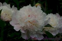 Пион травянистый 'Мазерс Чойс' / Paeonia 'Mothers Choice'