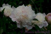 Пион травянистый 'Мазерс Чойс' / Paeonia 'Mothers Choice'