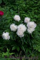 Пион травянистый 'Мазерс Чойс' / Paeonia 'Mothers Choice'