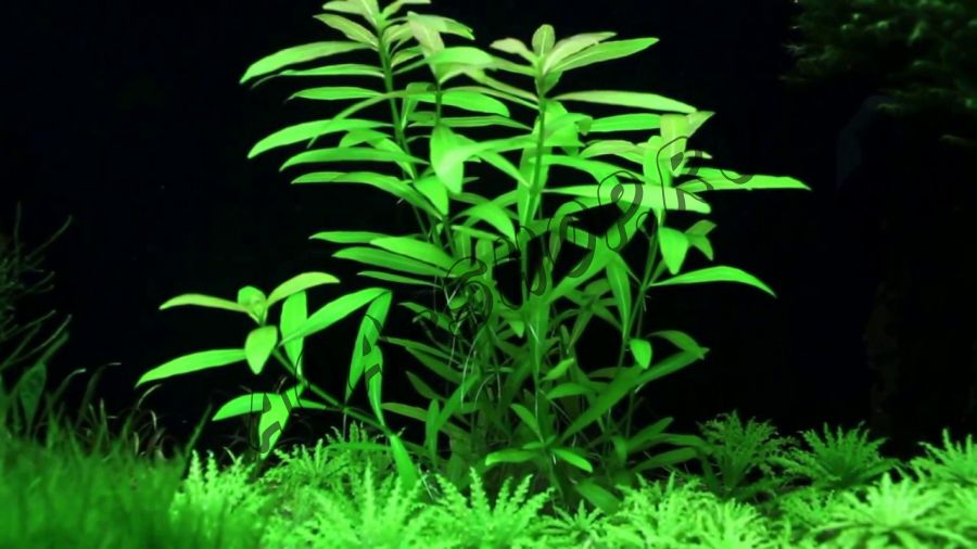 Гигрофила многосемянная (Hygrophila Polysperma)