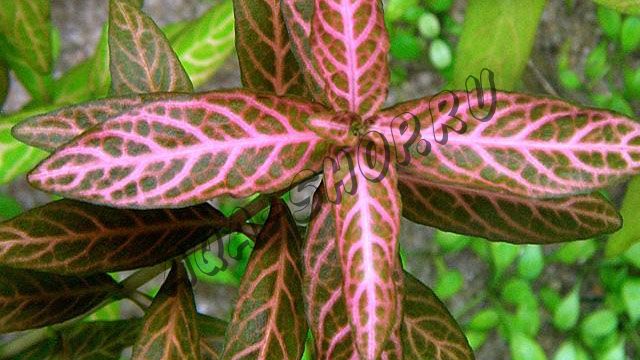 Гигрофила розанервиг (Hygrophila polysperma “Rosanervig”)