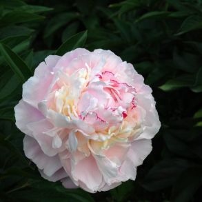 Norma Volz