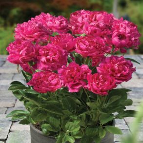 Patio Peony™ London