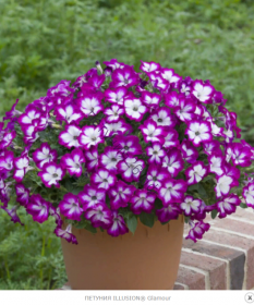 ПЕТУНИЯ ILLUSION GLAMOUR
