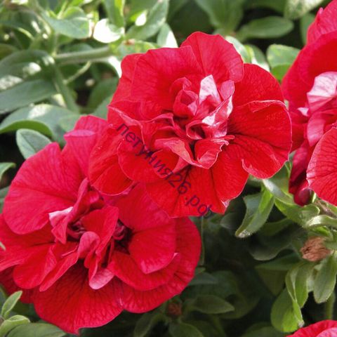 ПЕТУНИЯ SURFINIA DOUBLE RED  с февраля