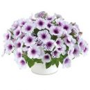 ПЕТУНИЯ CAPELLA PURPLE VEINS с февраля