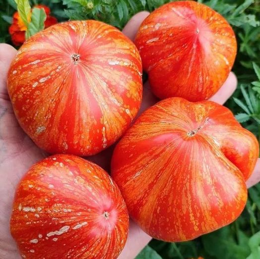 Томат Марманде, 50шт семян