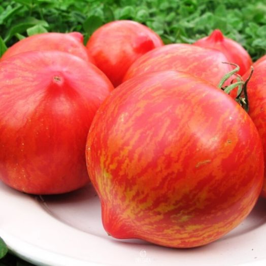 Томат Малиновая зебра, 50шт семян