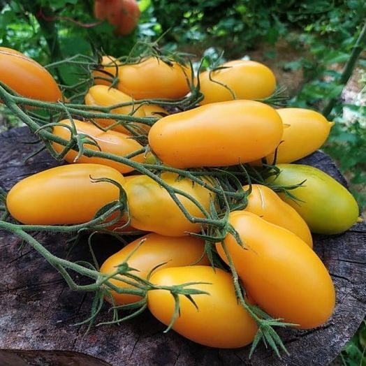 Томат Нежность, 50шт семян