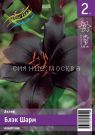 LILIya-BLeK-ShARM-BLACK-CHARM-Aziatskij-gibrid-12-14-2-sht