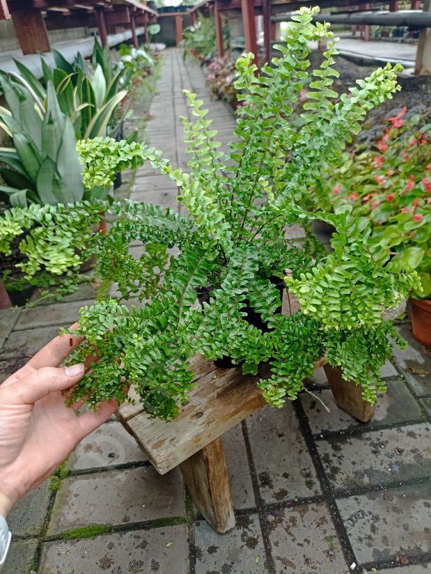 Нефролепис Кордифолия Хэнди ( Nephrolepis cordifolia Handy)