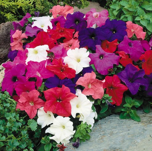 Петуния крупноцветковая (Petunia grandiflora F1) LIMBO FULL MIXTURE, 1.000 драже