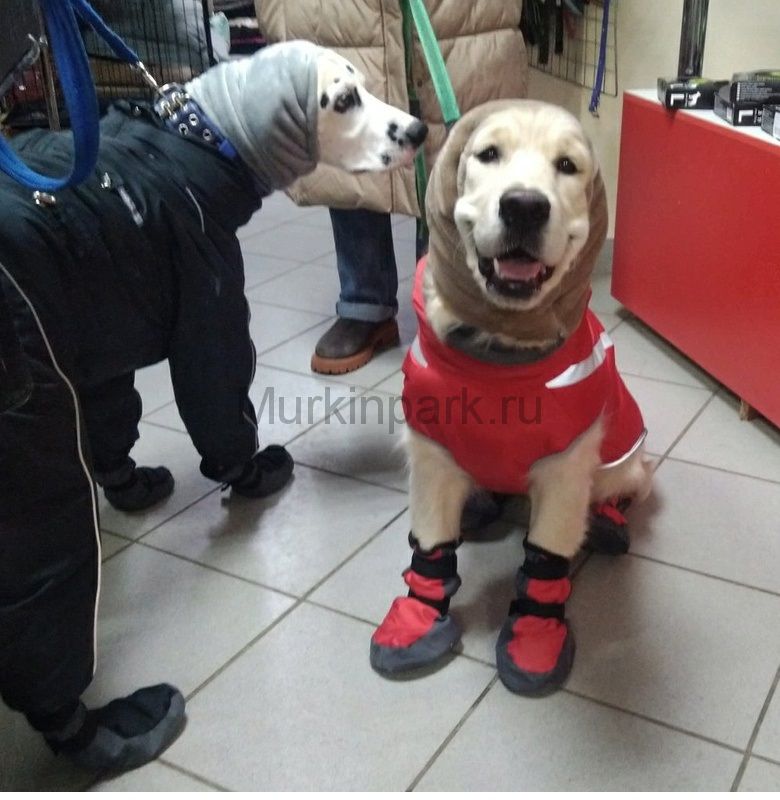 Обувь для больших собак