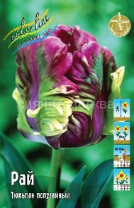 Тюльпан	Рай (Tulipa Rai), ПОПУГАЙНЫЙ, 11/12, 1 шт