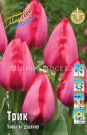 Tyulpan-Trik-Tulipa-Trick-DARVINOVSKIJ-11-12-1-sht