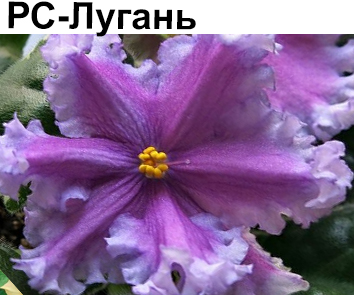 РС-Лугань (Репкина)