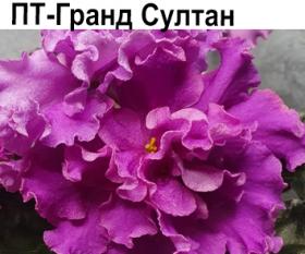 ПТ-Гранд Султан (Пугачева)  НОВИНКА