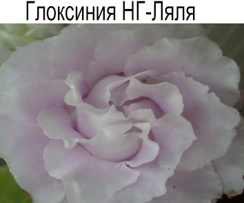 Глоксиния НД-Ляля