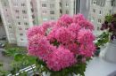 Pink Vectis Sparkler № 1114