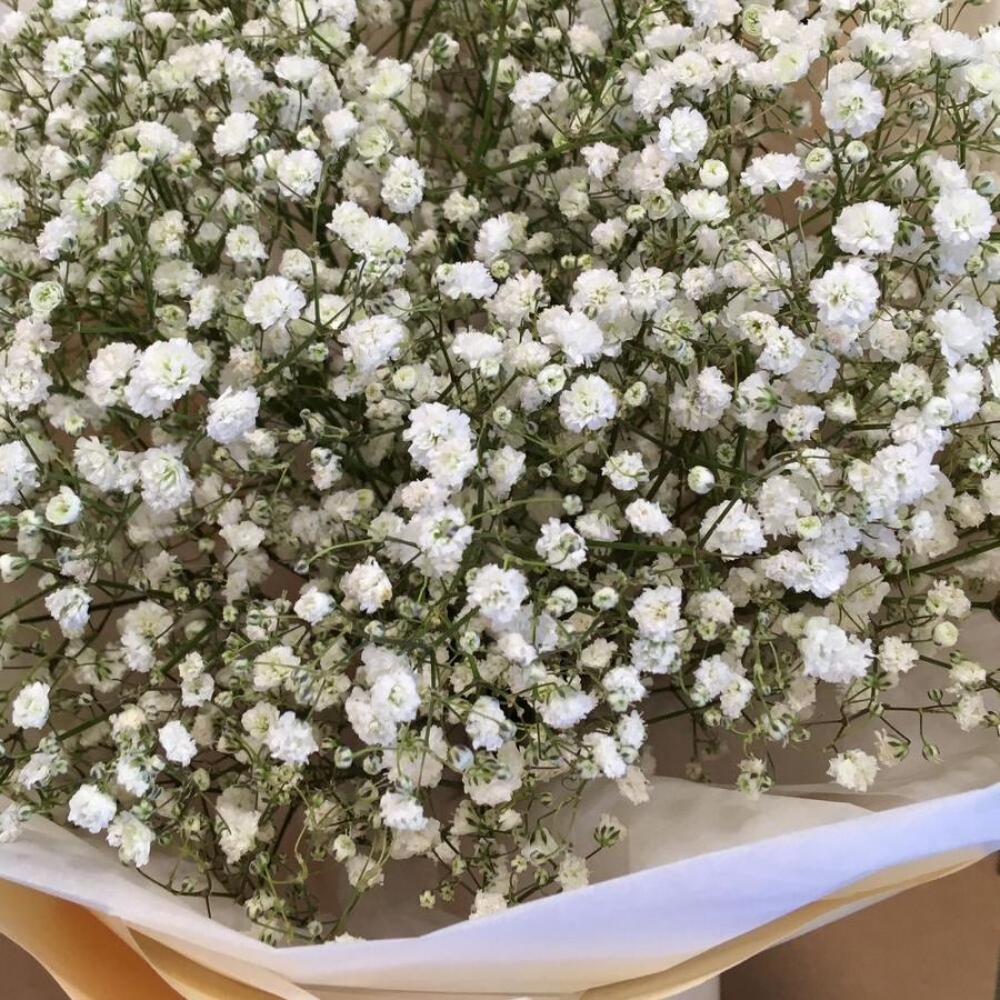 Гипсофила белая 5шт