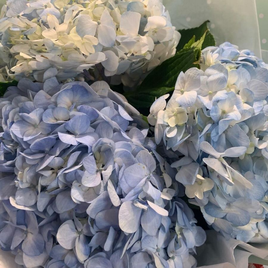 Букет голубых гортензий